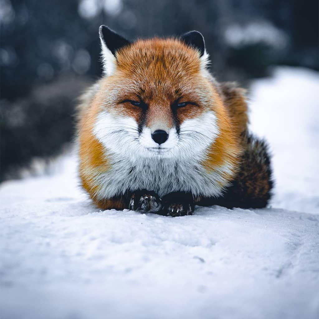 Beautiful Fox Wallpapers