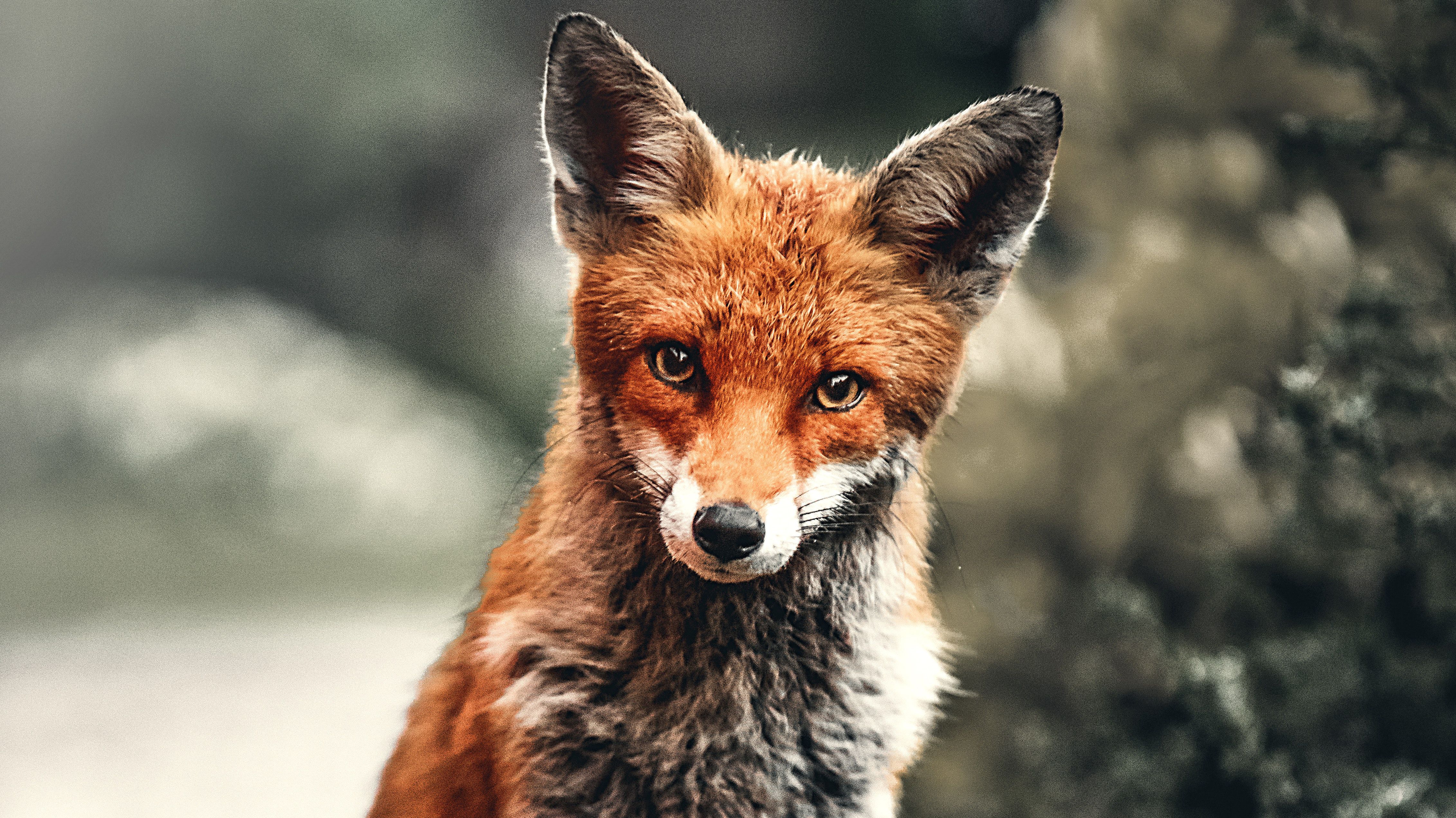 Beautiful Fox Wallpapers