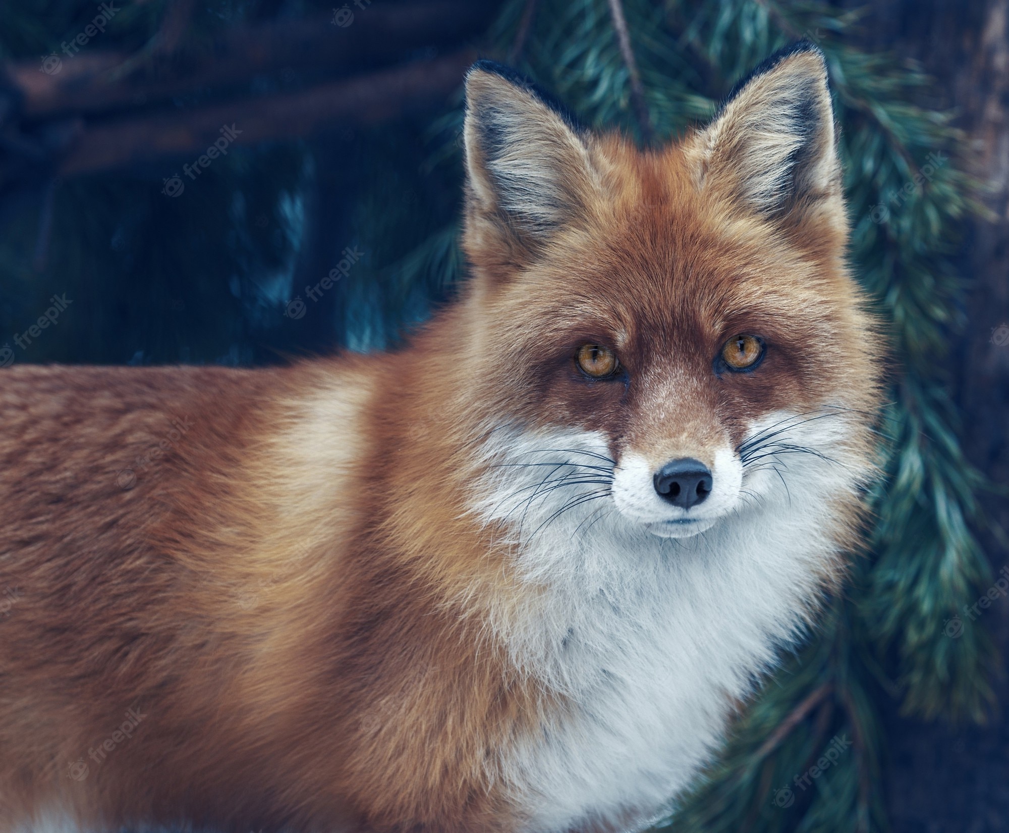 Beautiful Fox Wallpapers