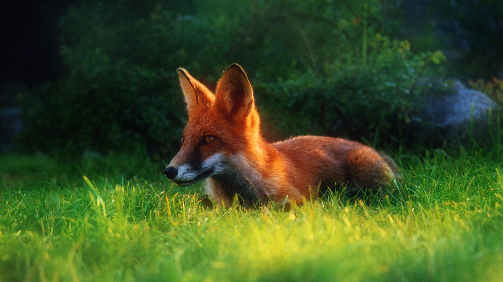 Beautiful Fox Wallpapers