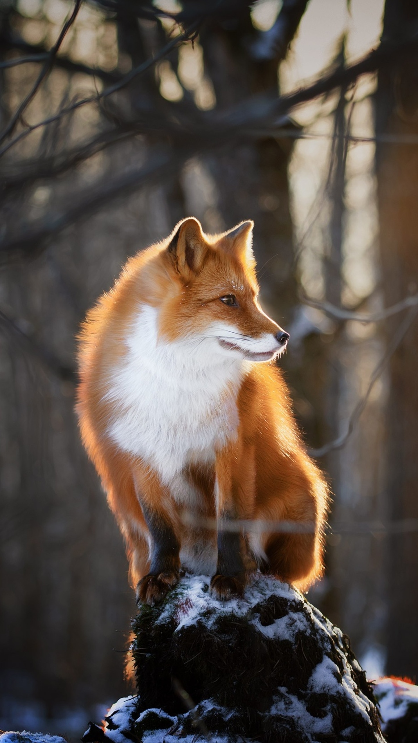 Beautiful Fox Wallpapers