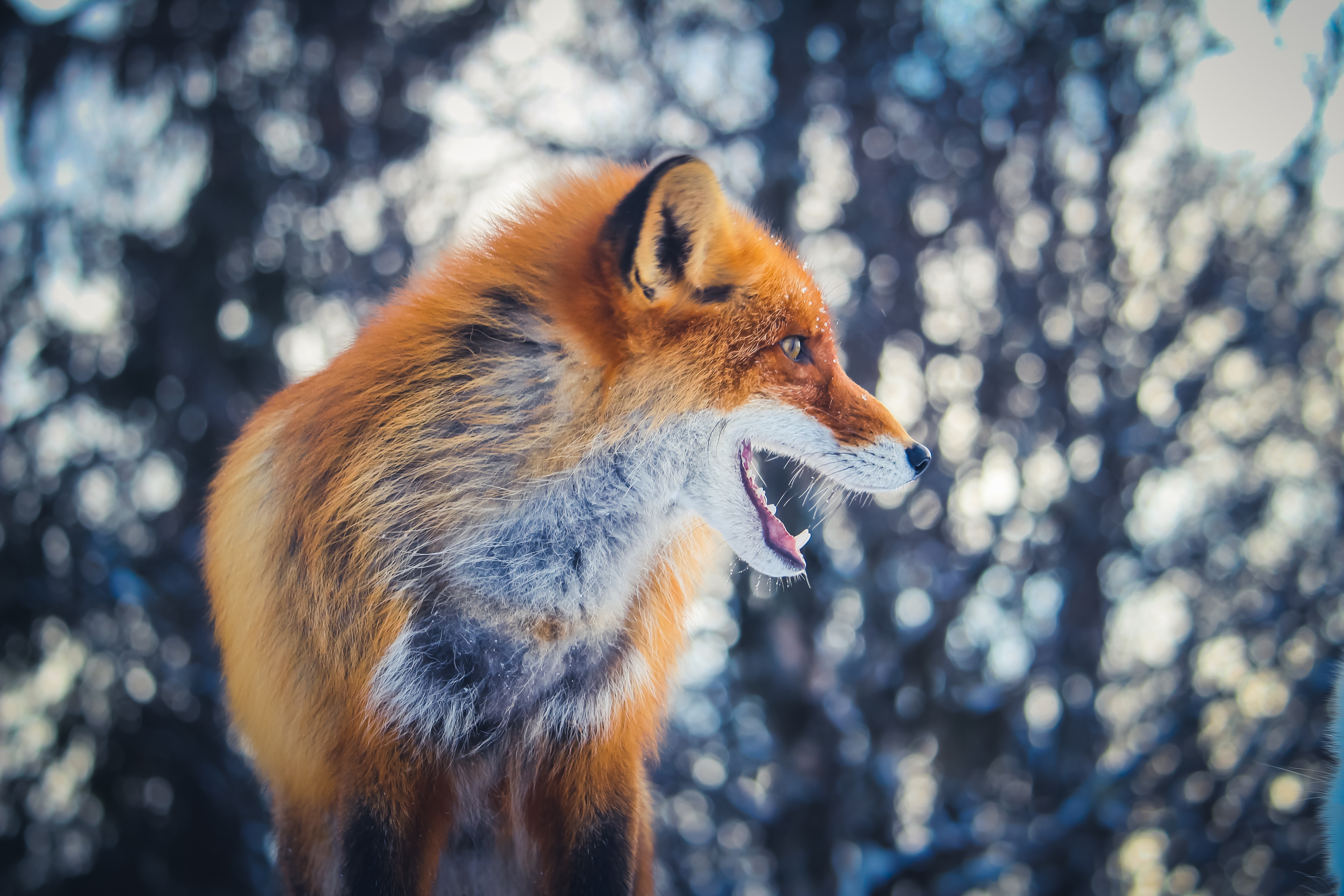 Beautiful Fox Wallpapers