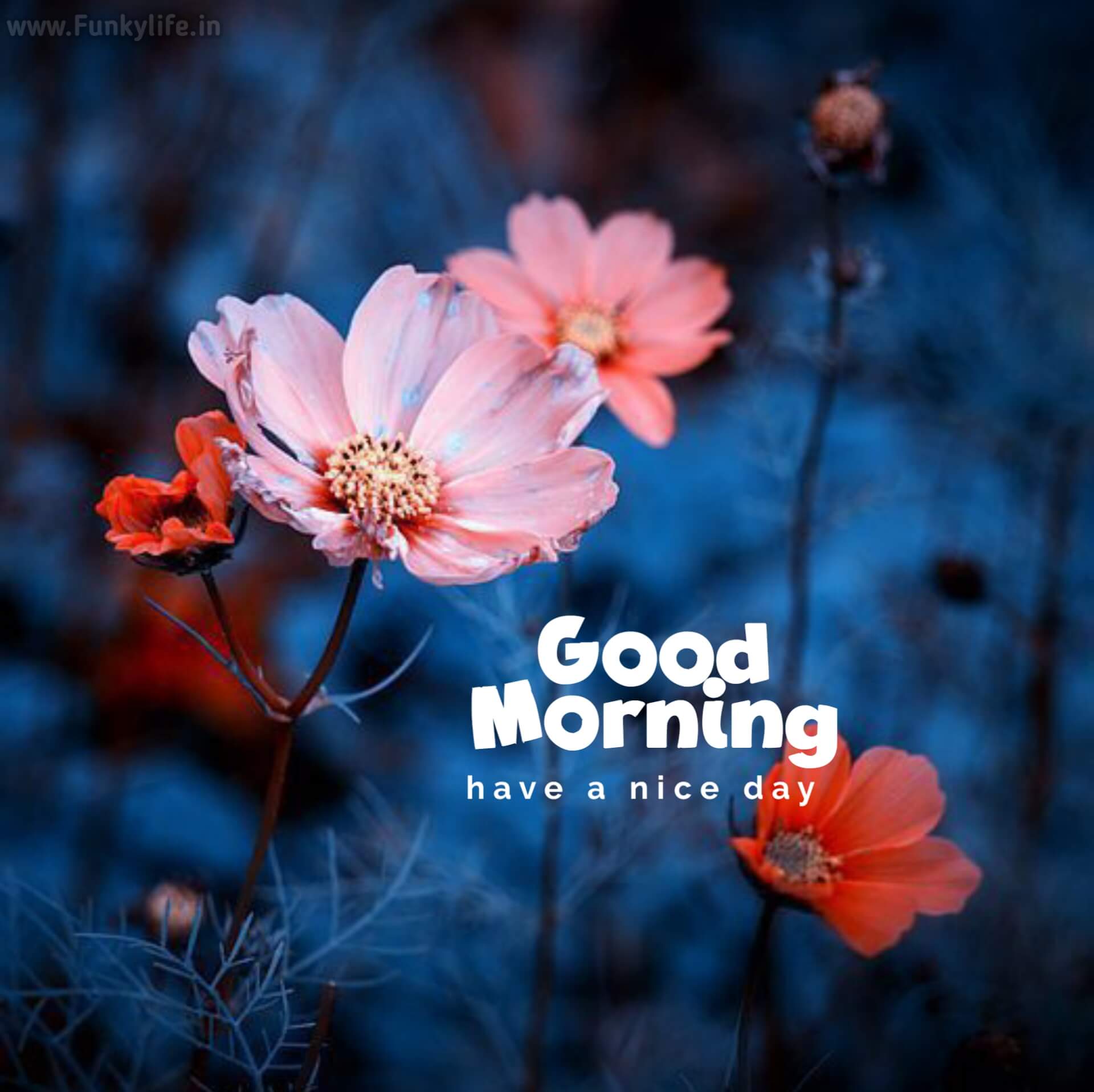 Beautiful Good Morning Hd Wallpapers