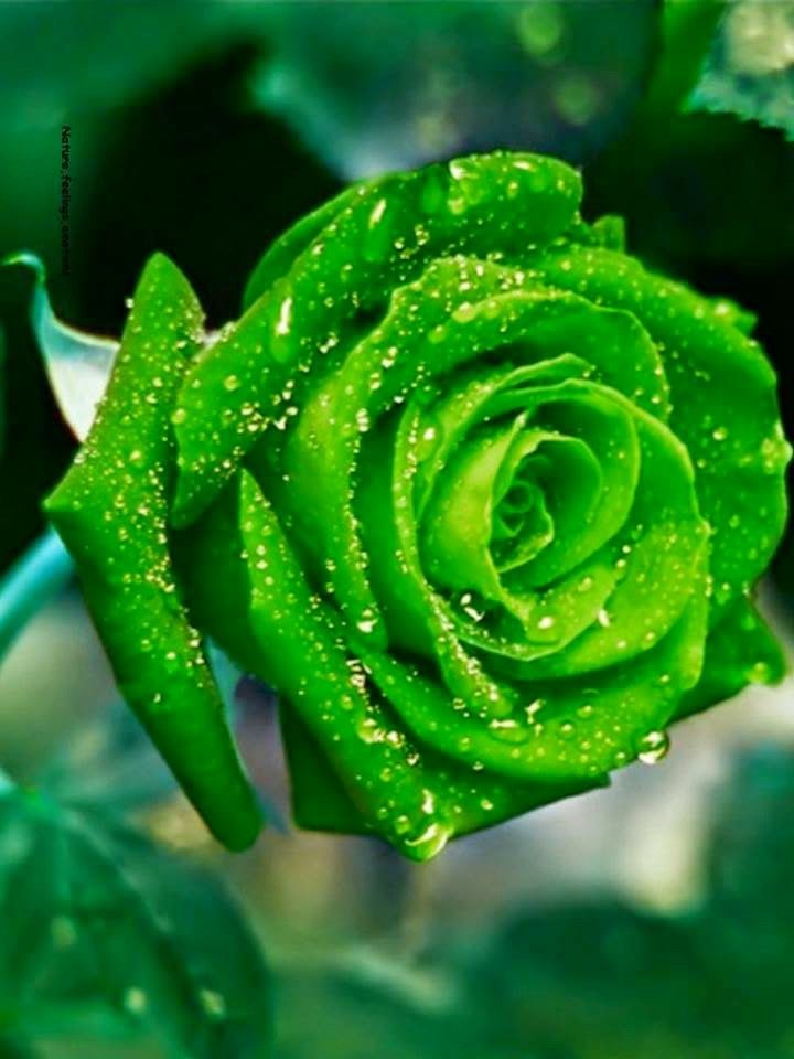 Beautiful Green Rose  Wallpapers