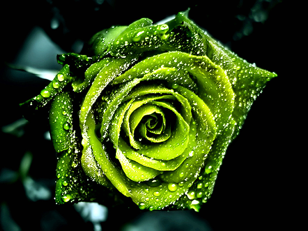 Beautiful Green Rose  Wallpapers