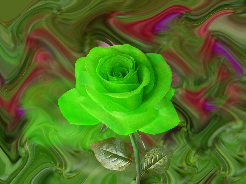 Beautiful Green Rose  Wallpapers