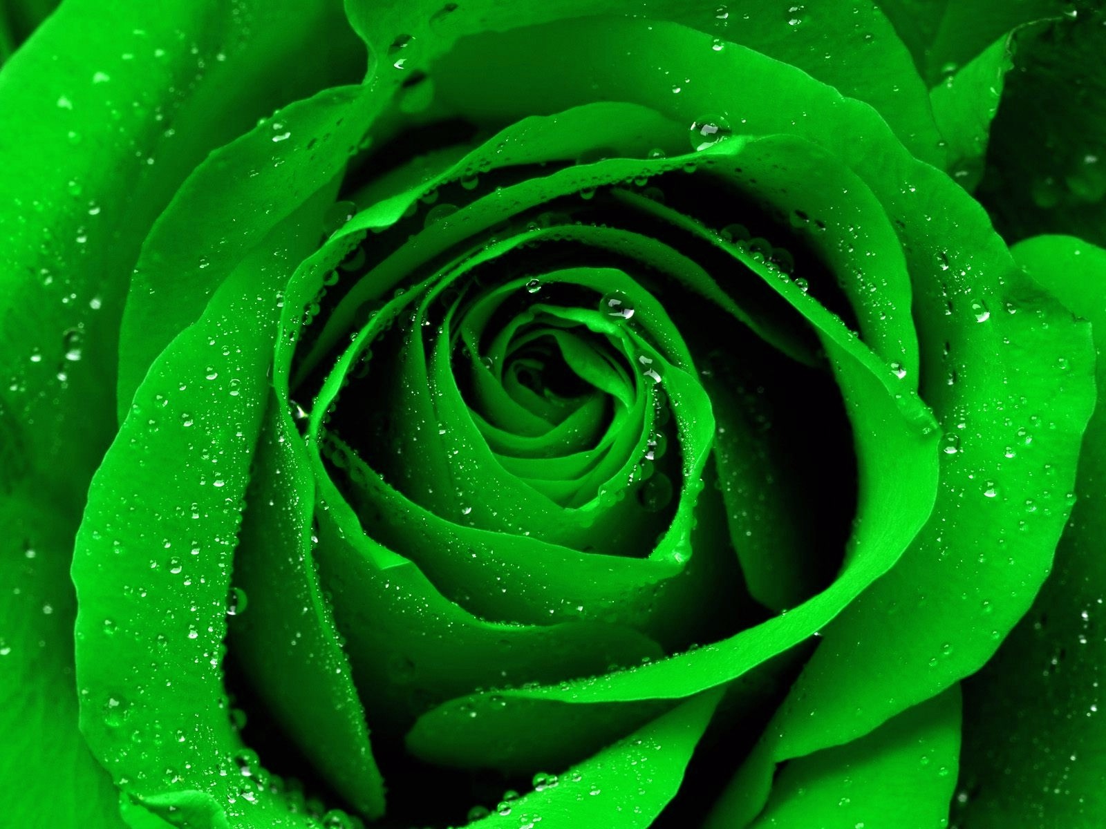 Beautiful Green Rose  Wallpapers