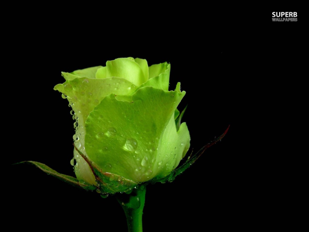 Beautiful Green Rose  Wallpapers