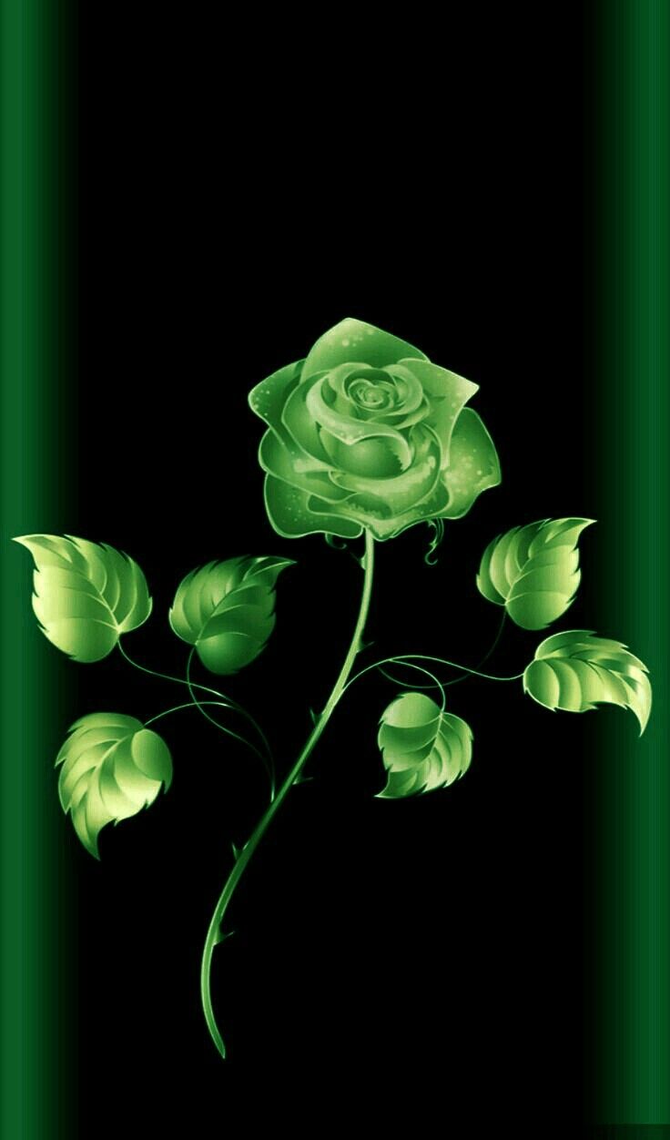 Beautiful Green Rose  Wallpapers