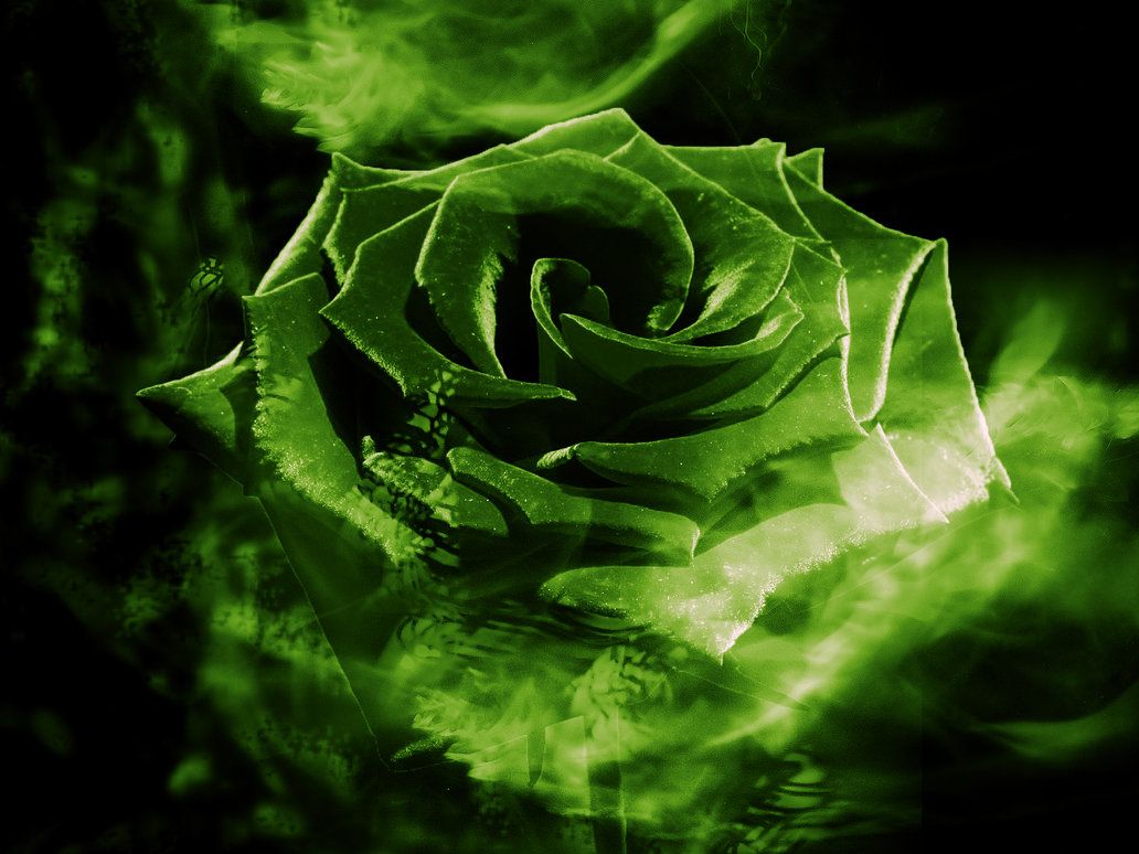 Beautiful Green Rose  Wallpapers