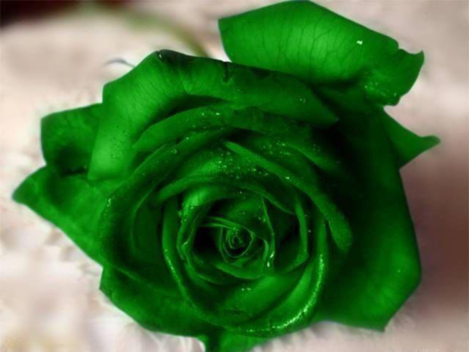 Beautiful Green Rose  Wallpapers