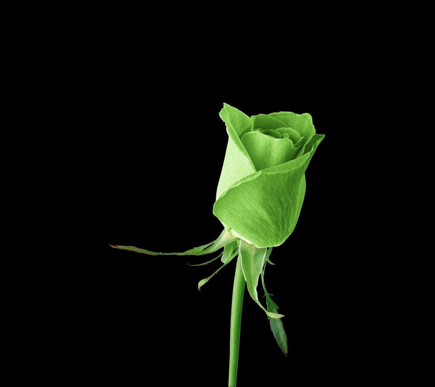 Beautiful Green Rose  Wallpapers