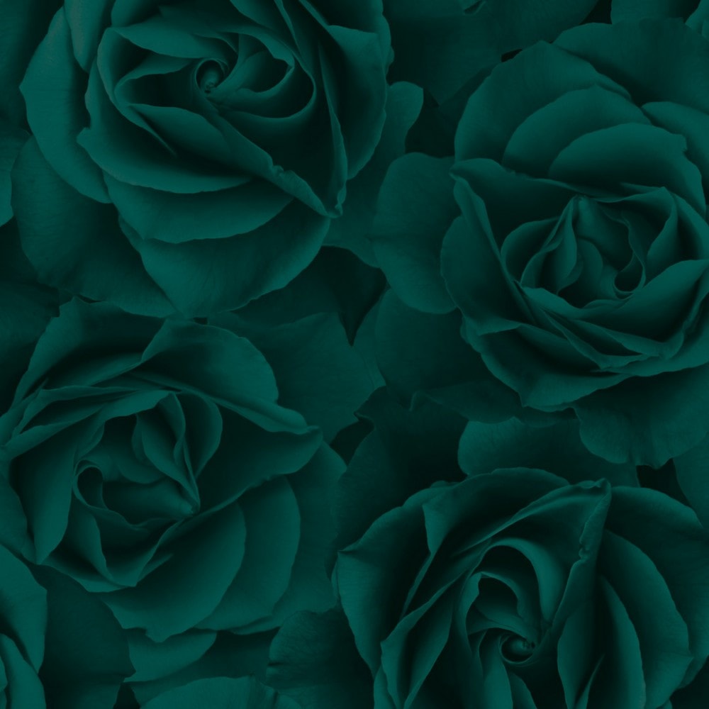 Beautiful Green Rose  Wallpapers