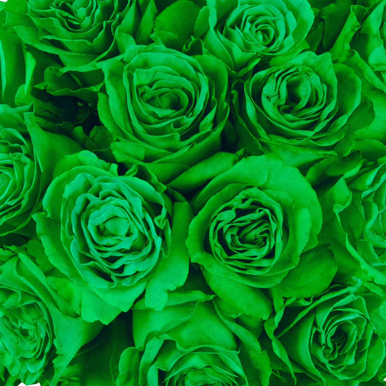 Beautiful Green Rose  Wallpapers