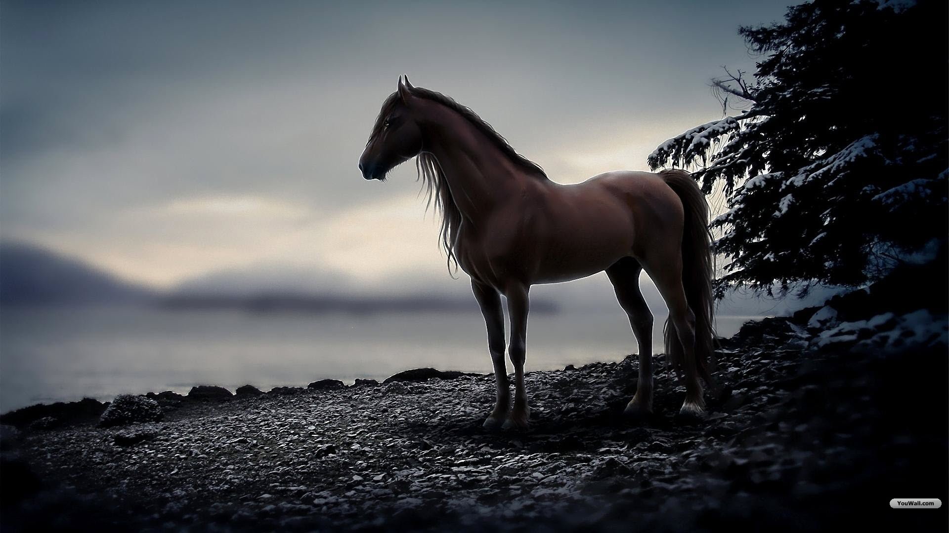 Beautiful Horse DesktopWallpapers