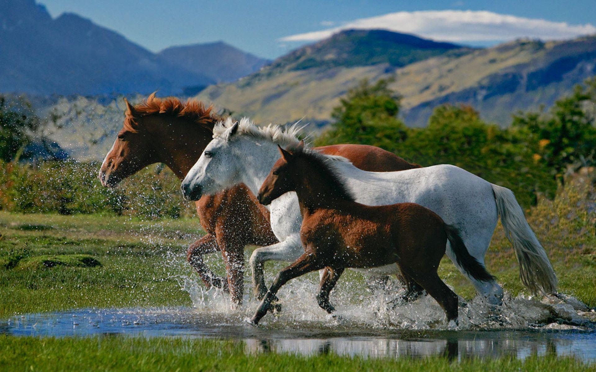 Beautiful Horse DesktopWallpapers