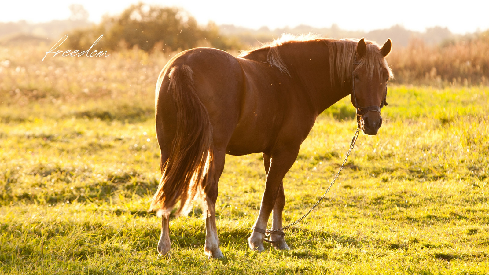 Beautiful Horse DesktopWallpapers