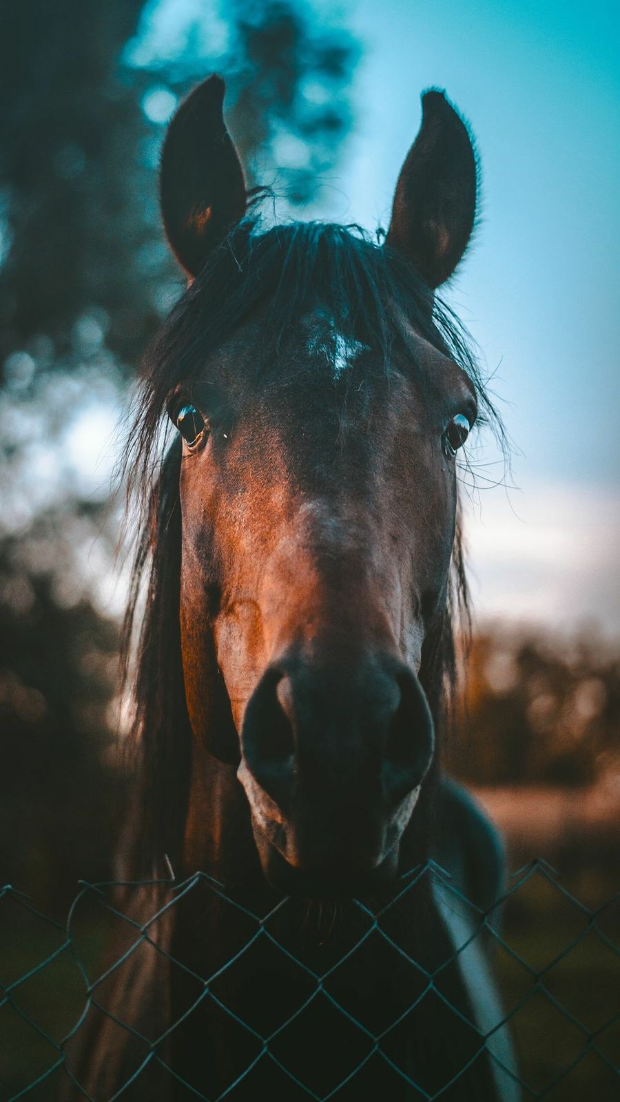 Beautiful Horse Iphone Wallpapers