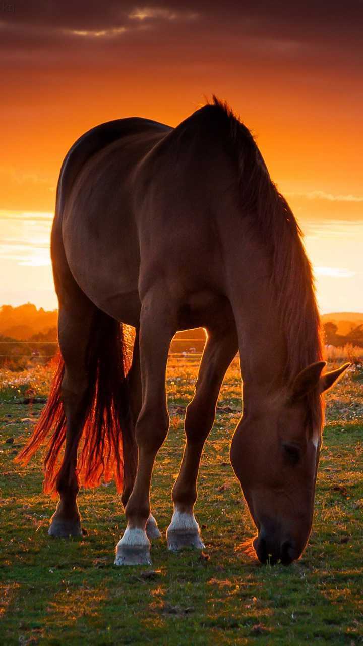 Beautiful Horse Iphone Wallpapers