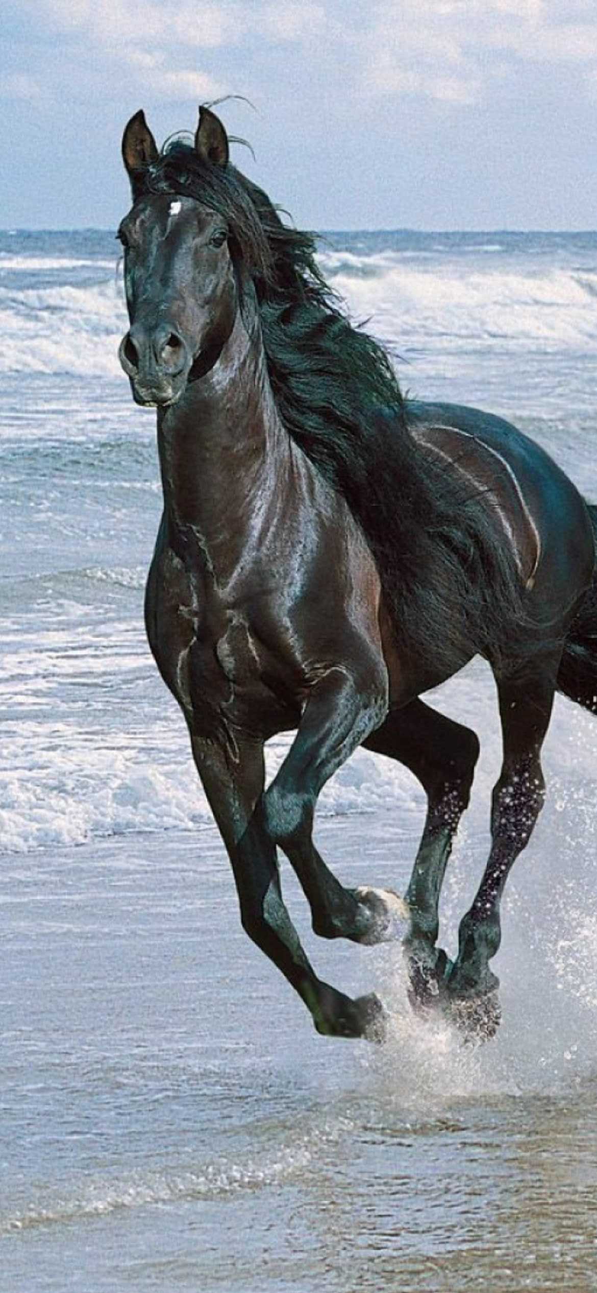 Beautiful Horse Iphone Wallpapers