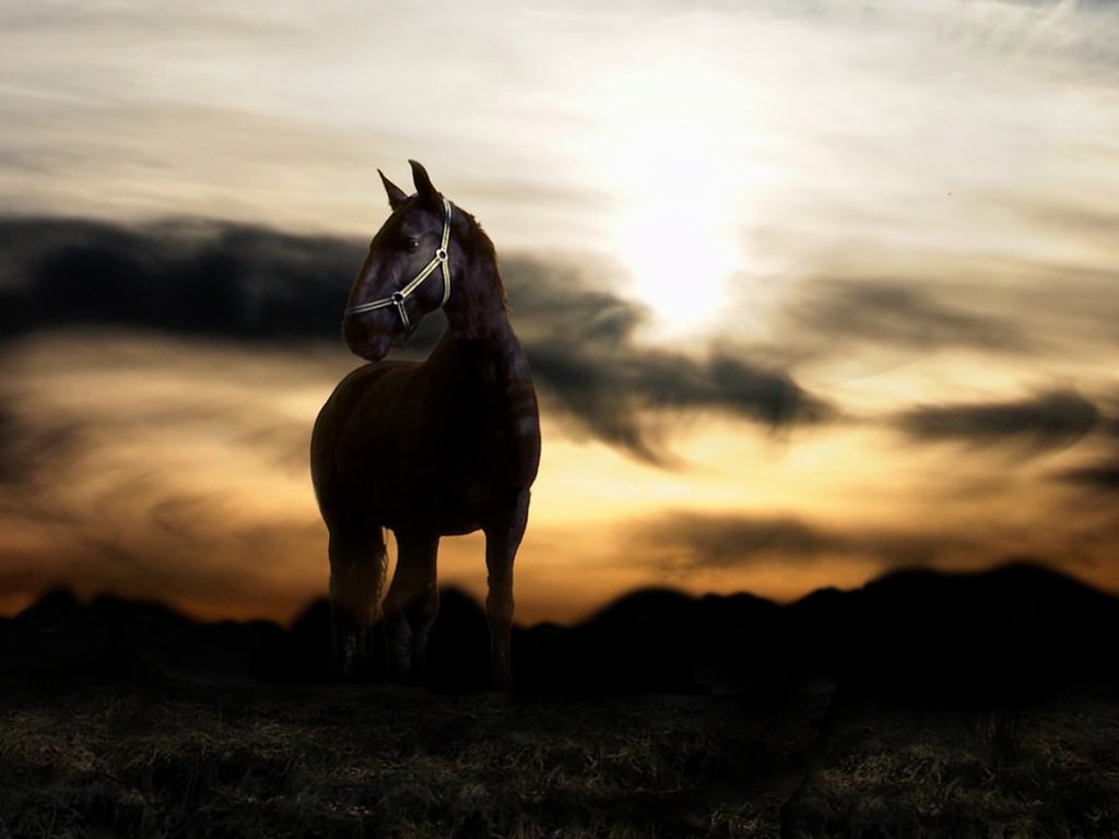 Beautiful Horse Iphone Wallpapers