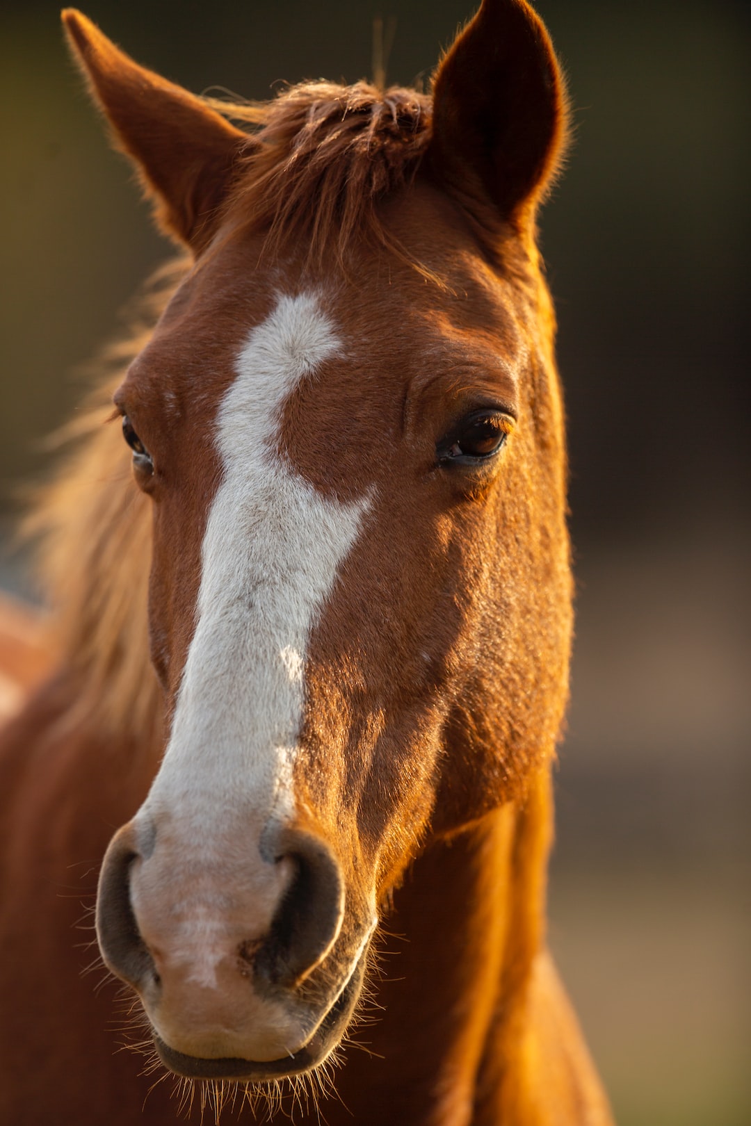 Beautiful Horses Wallpapers