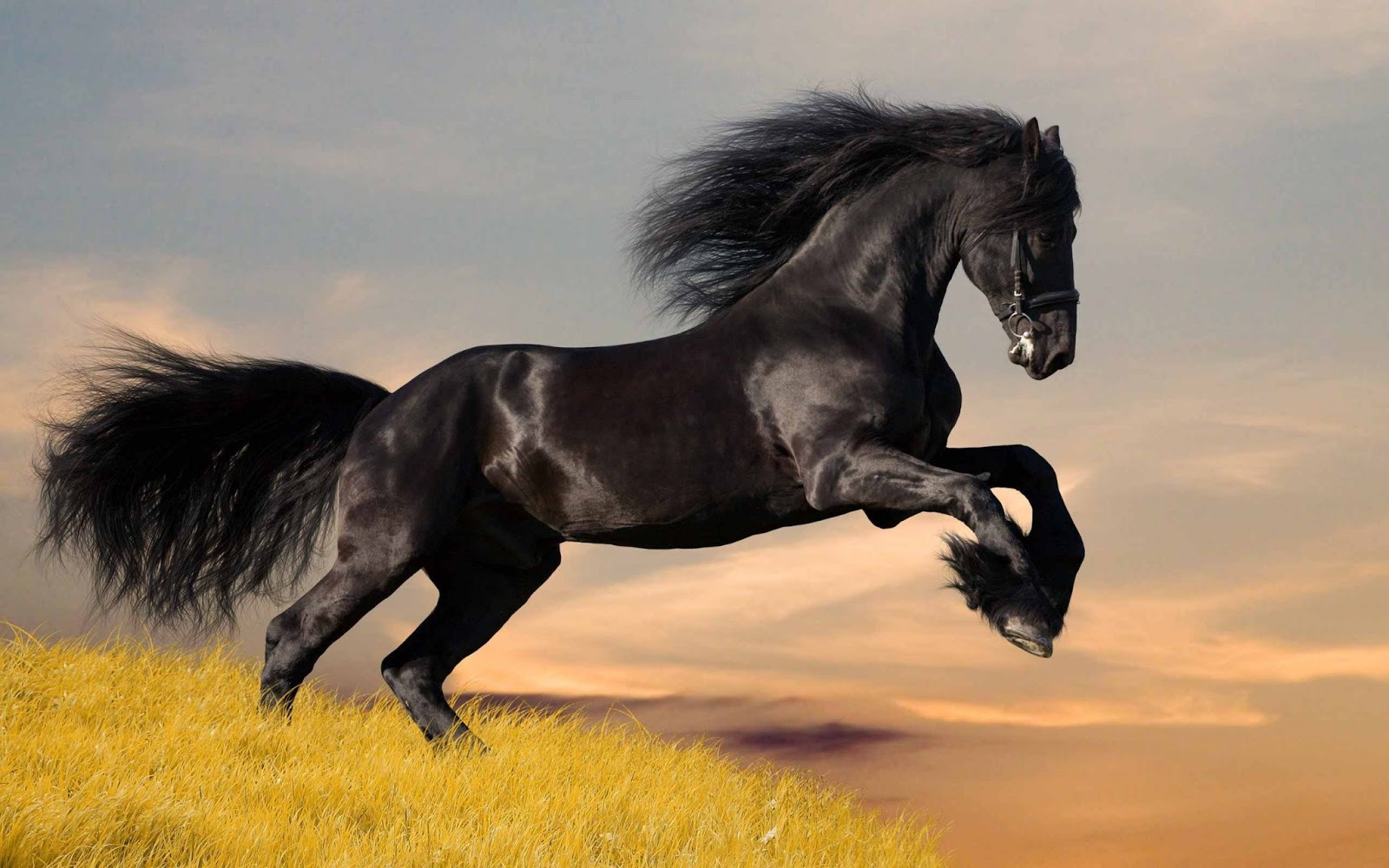 Beautiful Horses Wallpapers