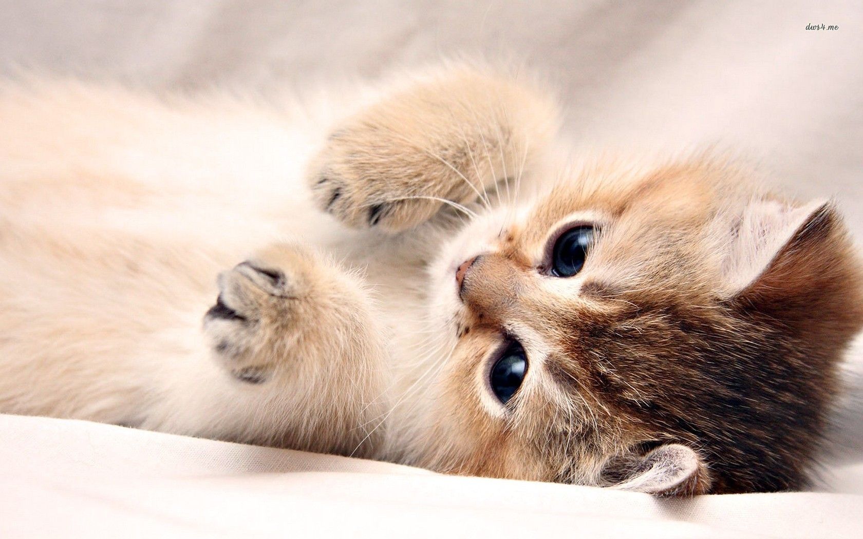 Beautiful KittenWallpapers