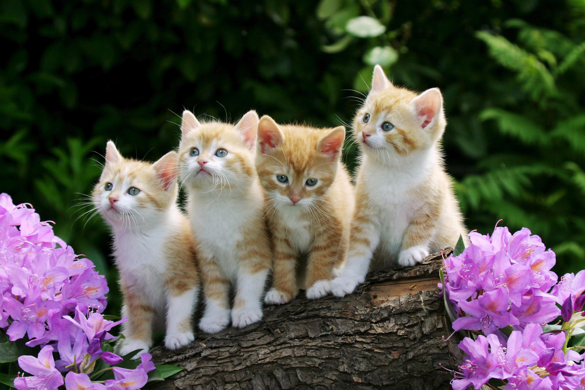 Beautiful KittenWallpapers