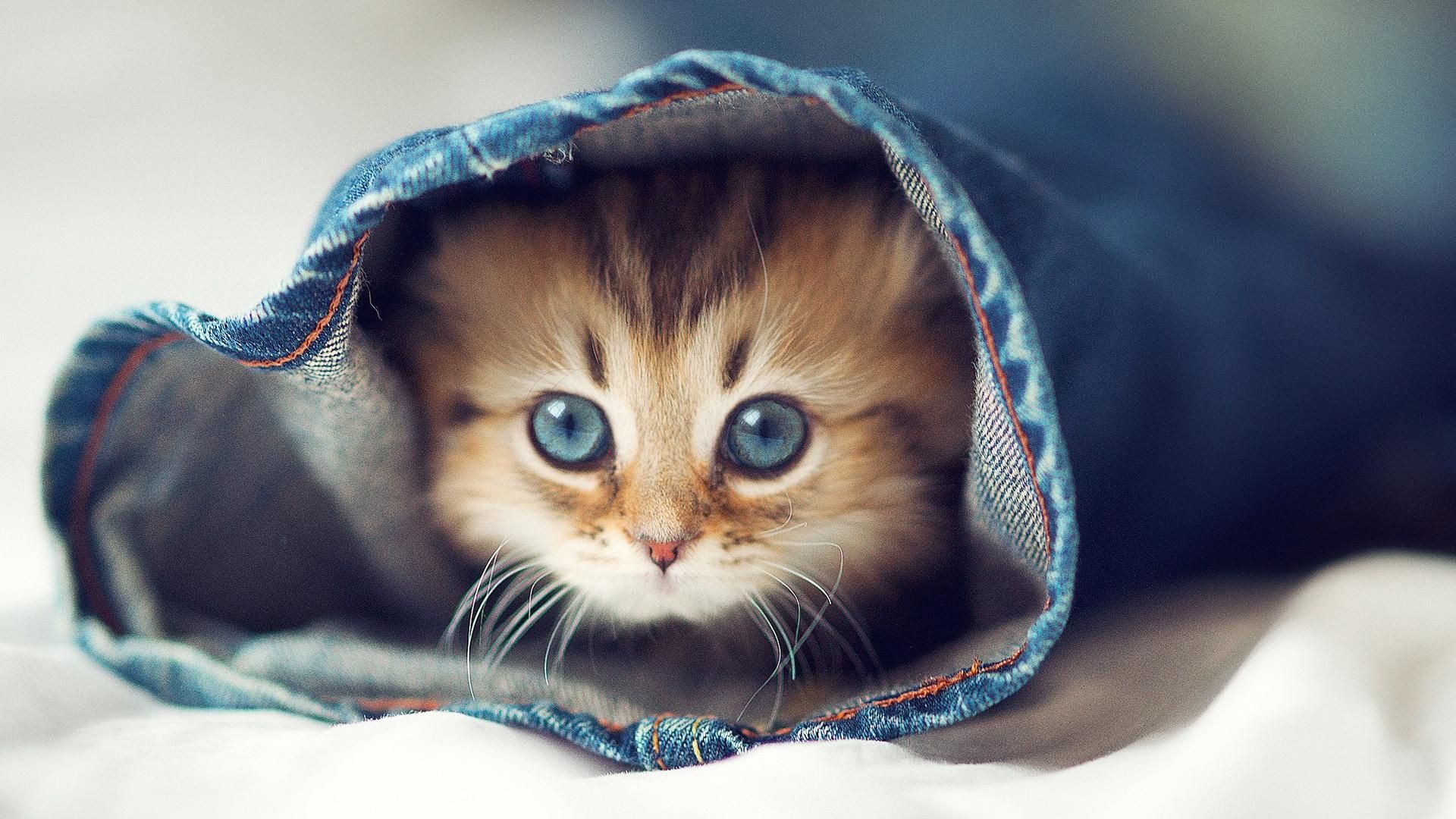 Beautiful KittenWallpapers