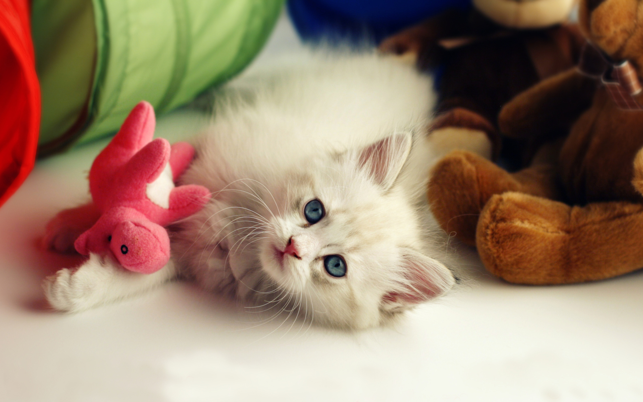 Beautiful KittenWallpapers