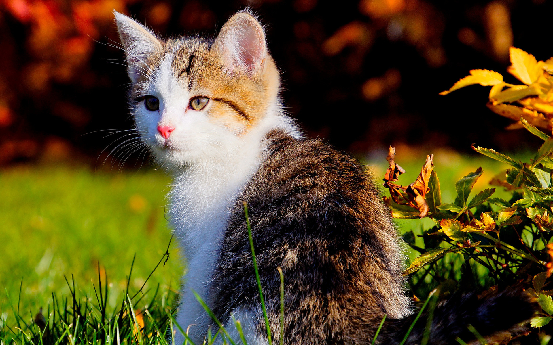 Beautiful KittenWallpapers