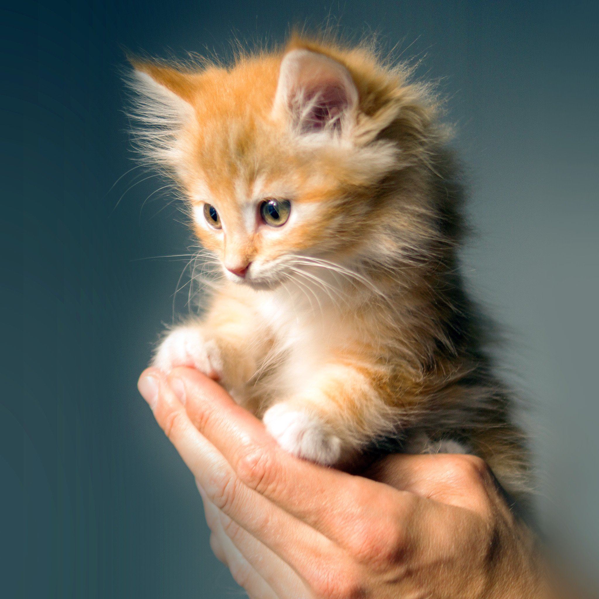 Beautiful KittenWallpapers