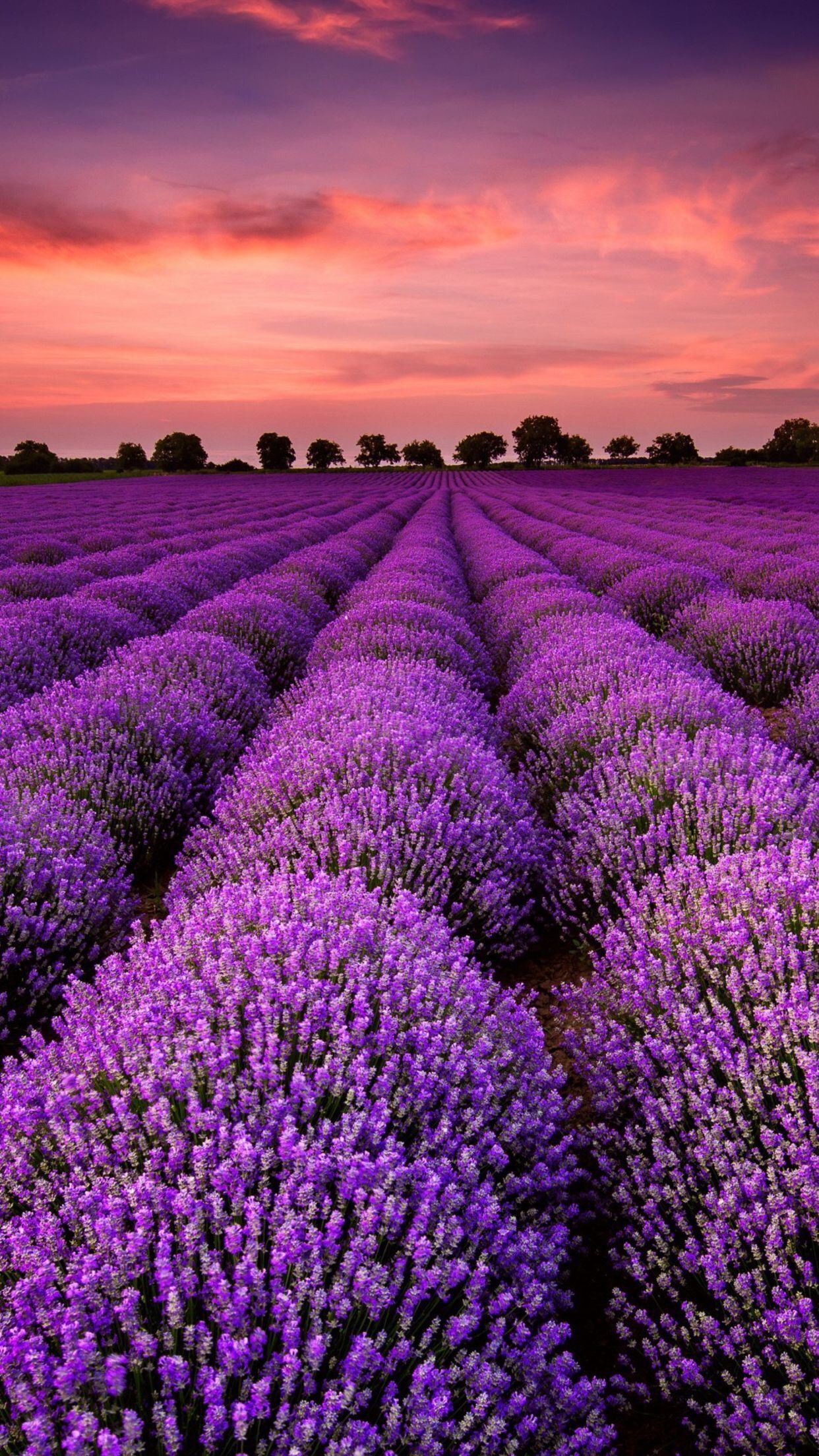 Beautiful Lavender FieldWallpapers