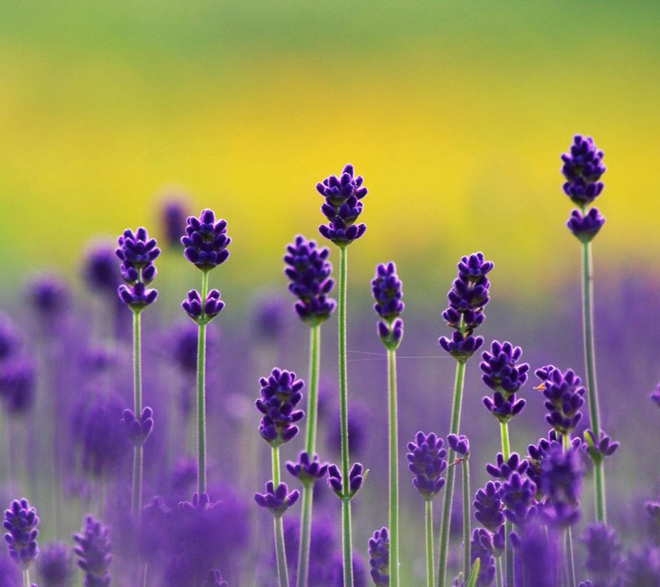 Beautiful Lavender FieldWallpapers