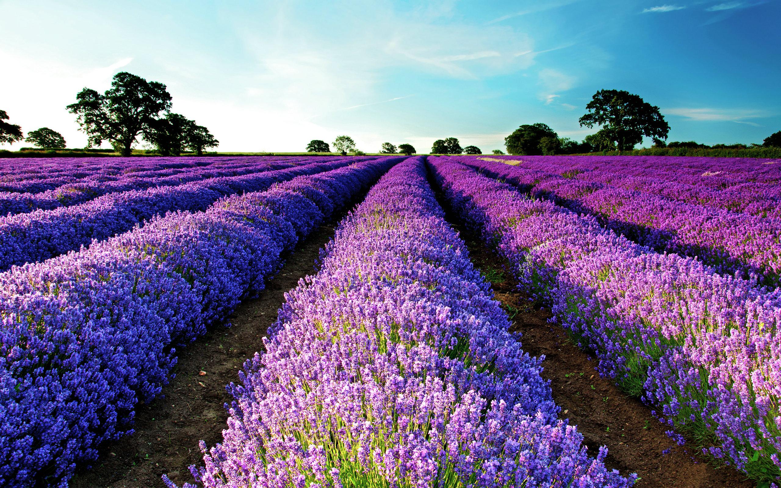 Beautiful Lavender FieldWallpapers