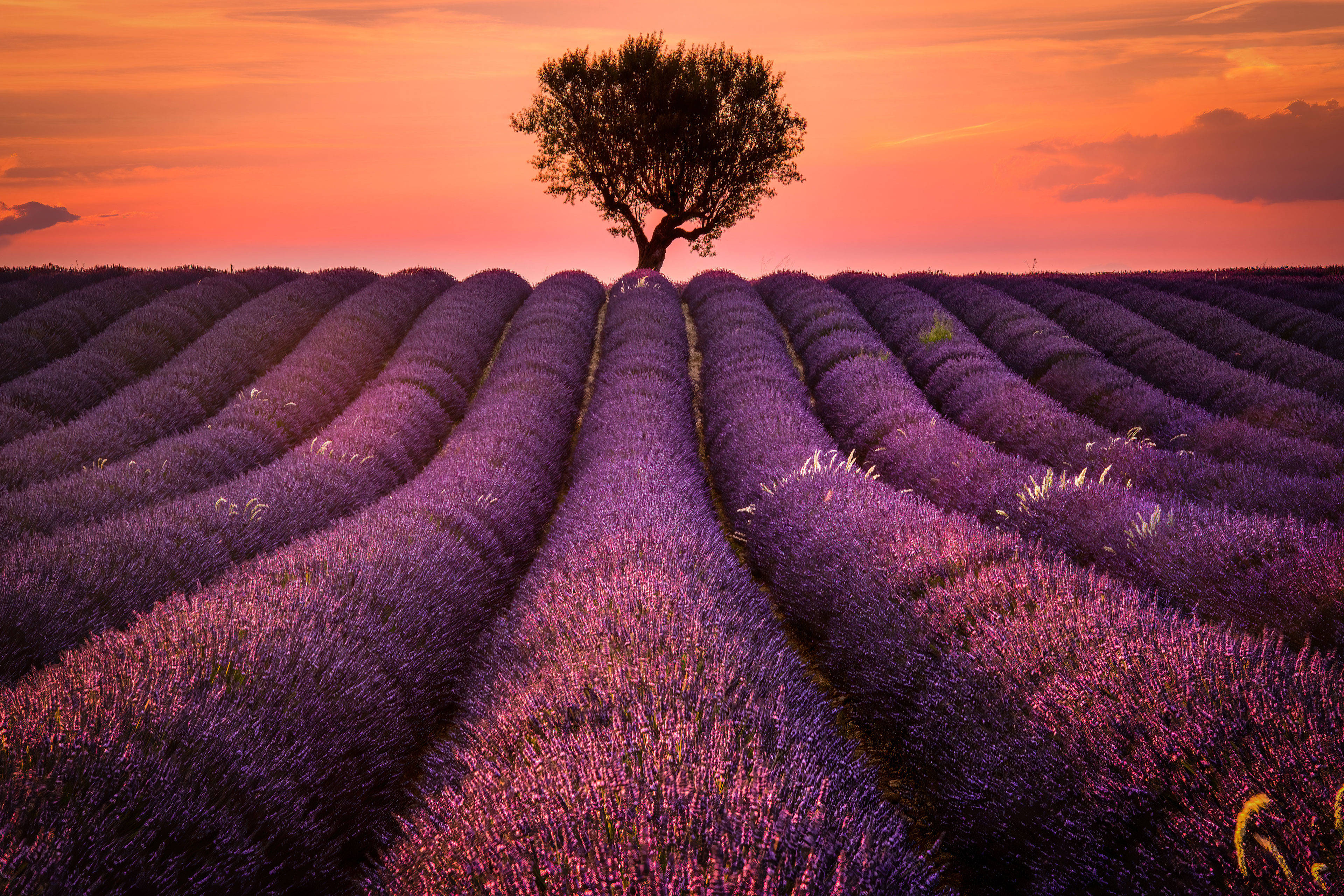 Beautiful Lavender FieldWallpapers