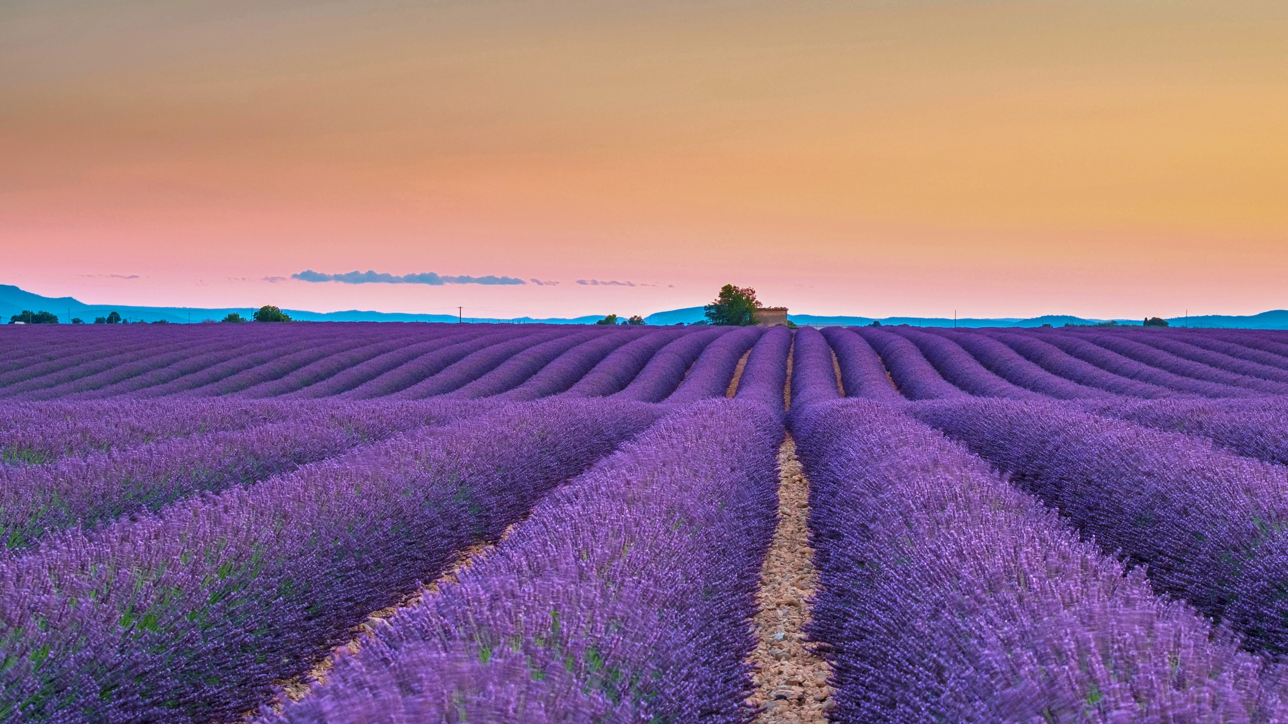 Beautiful Lavender FieldWallpapers