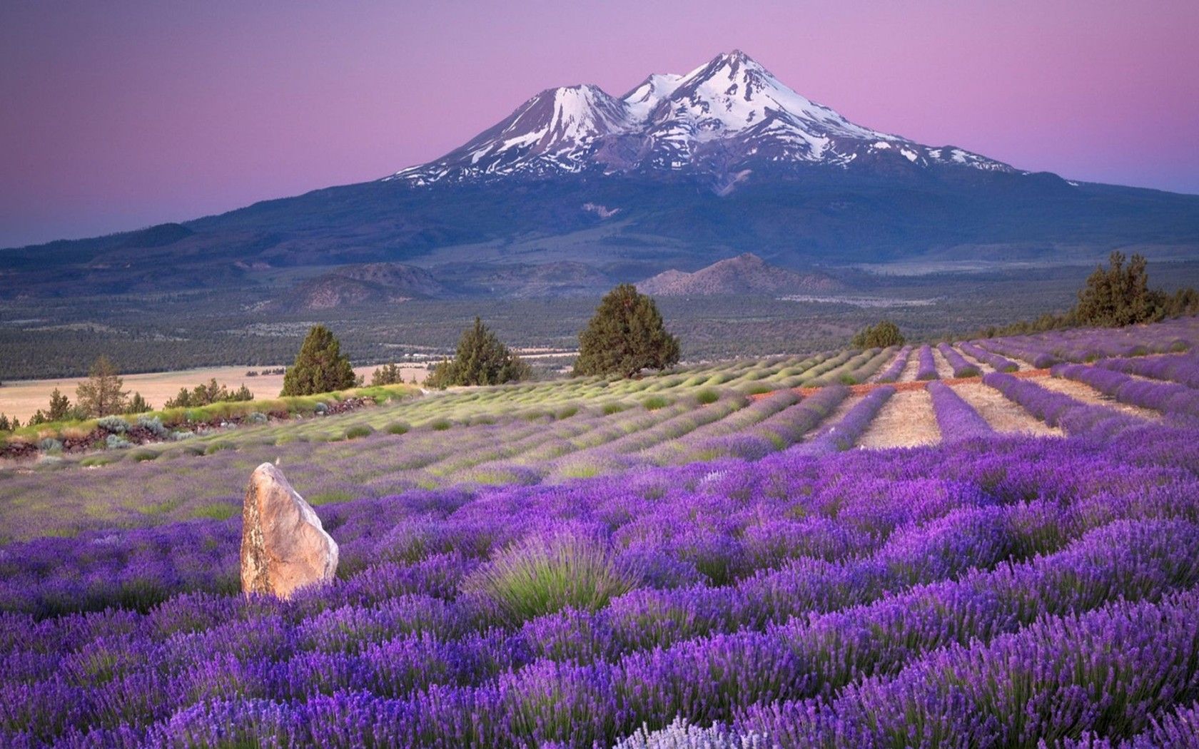 Beautiful Lavender FieldWallpapers