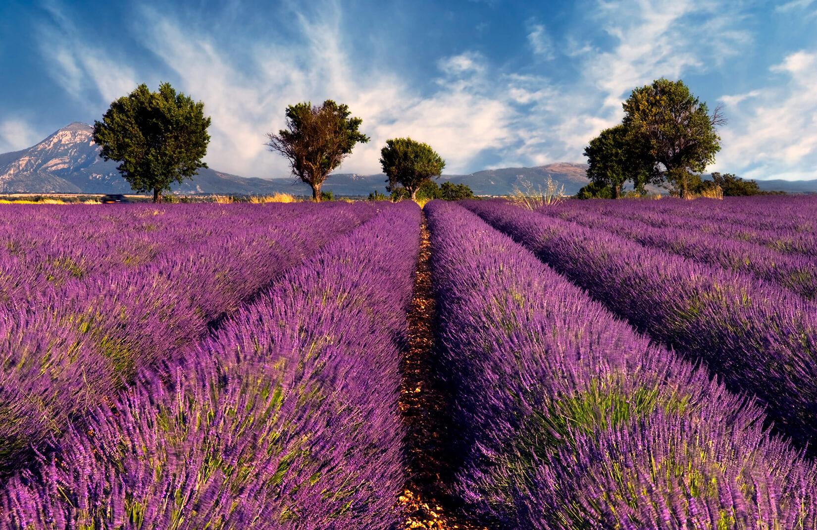 Beautiful Lavender FieldWallpapers