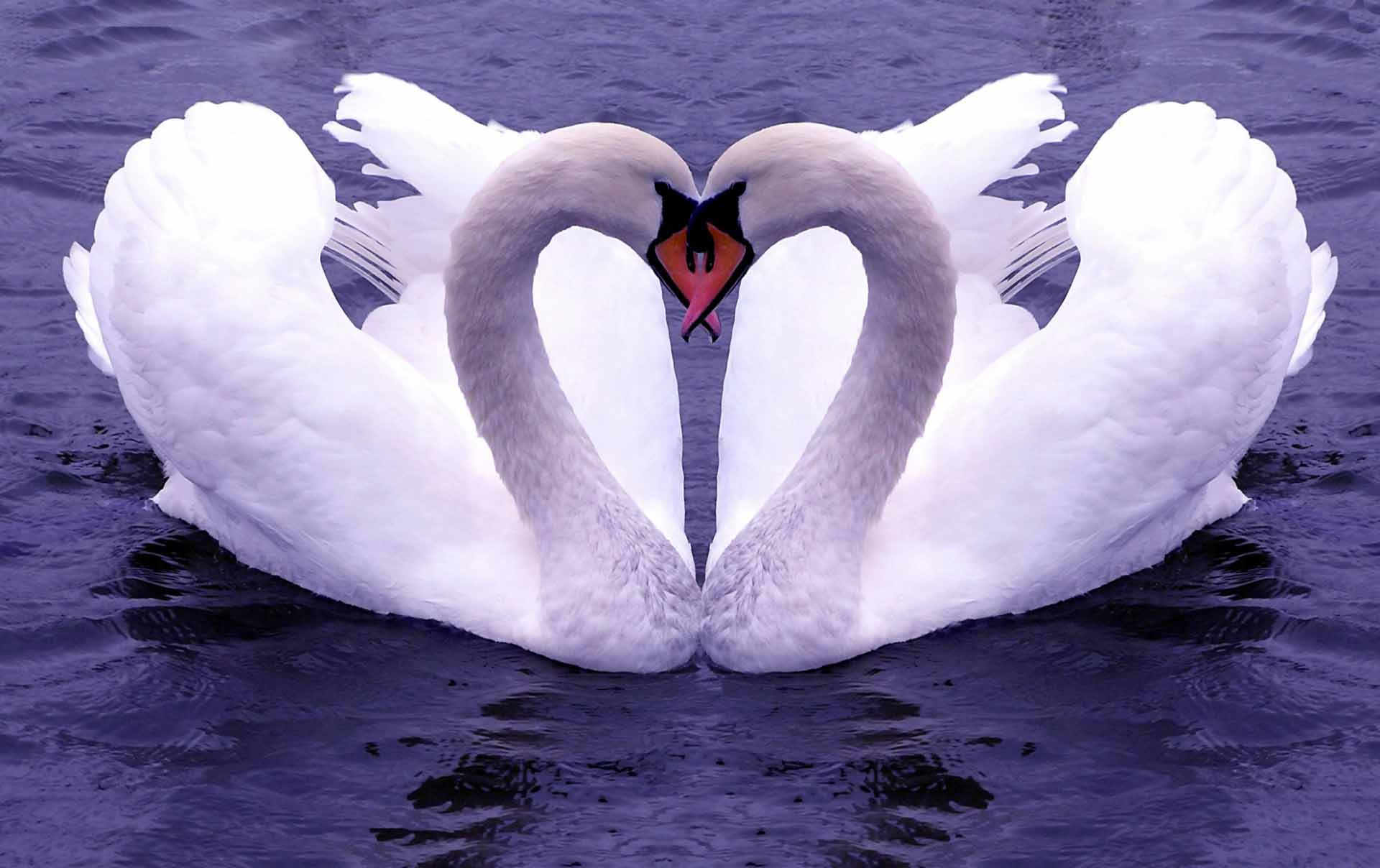 Beautiful Love Nature  Wallpapers