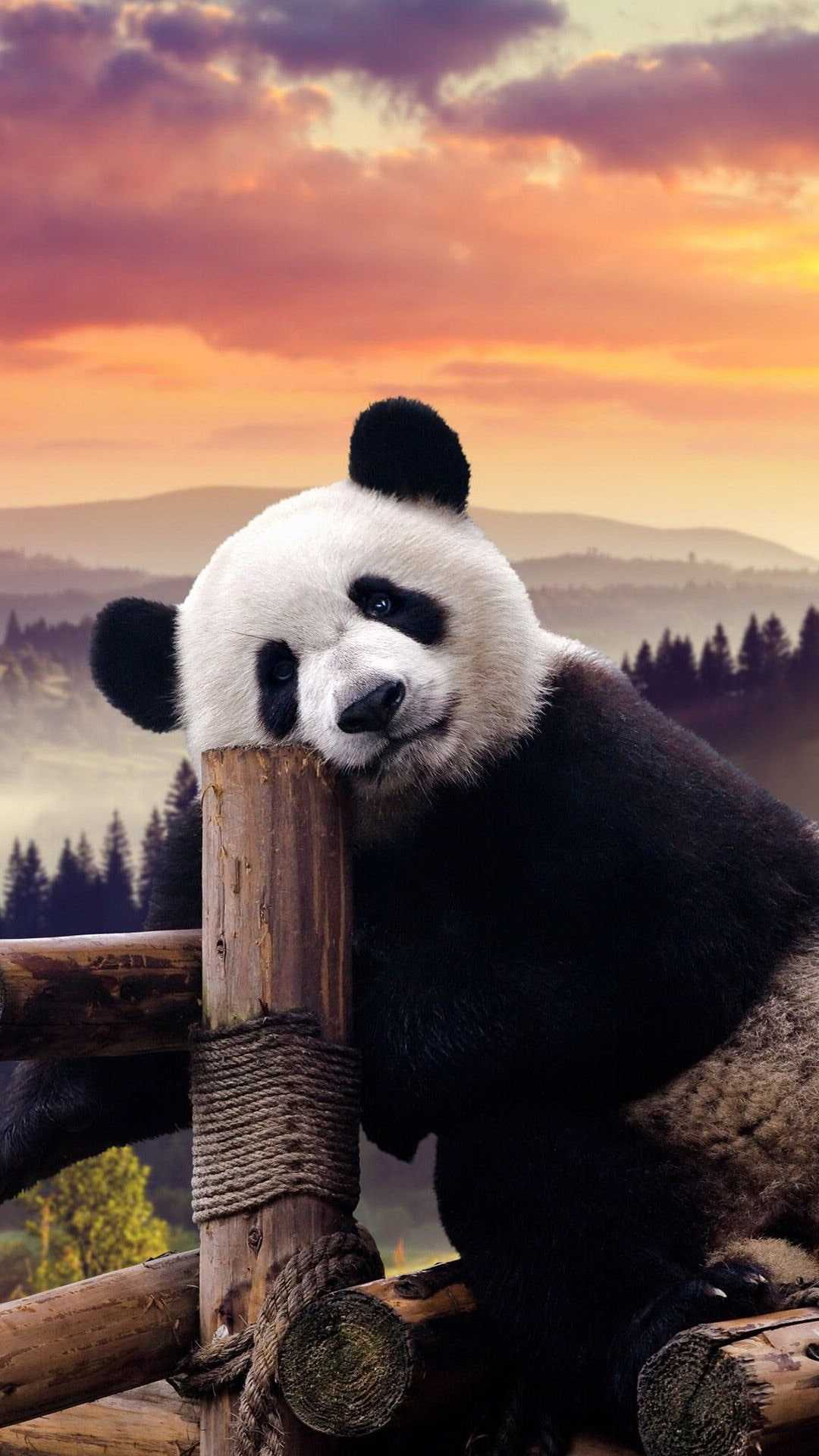 Beautiful Panda Wallpapers