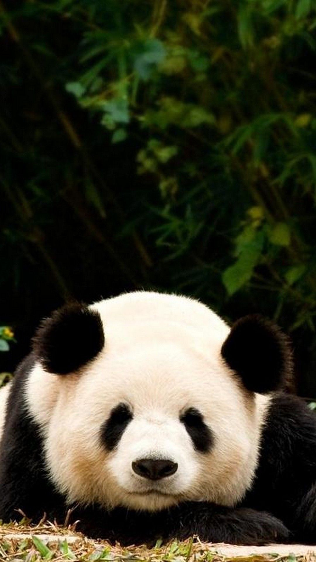 Beautiful Panda Wallpapers