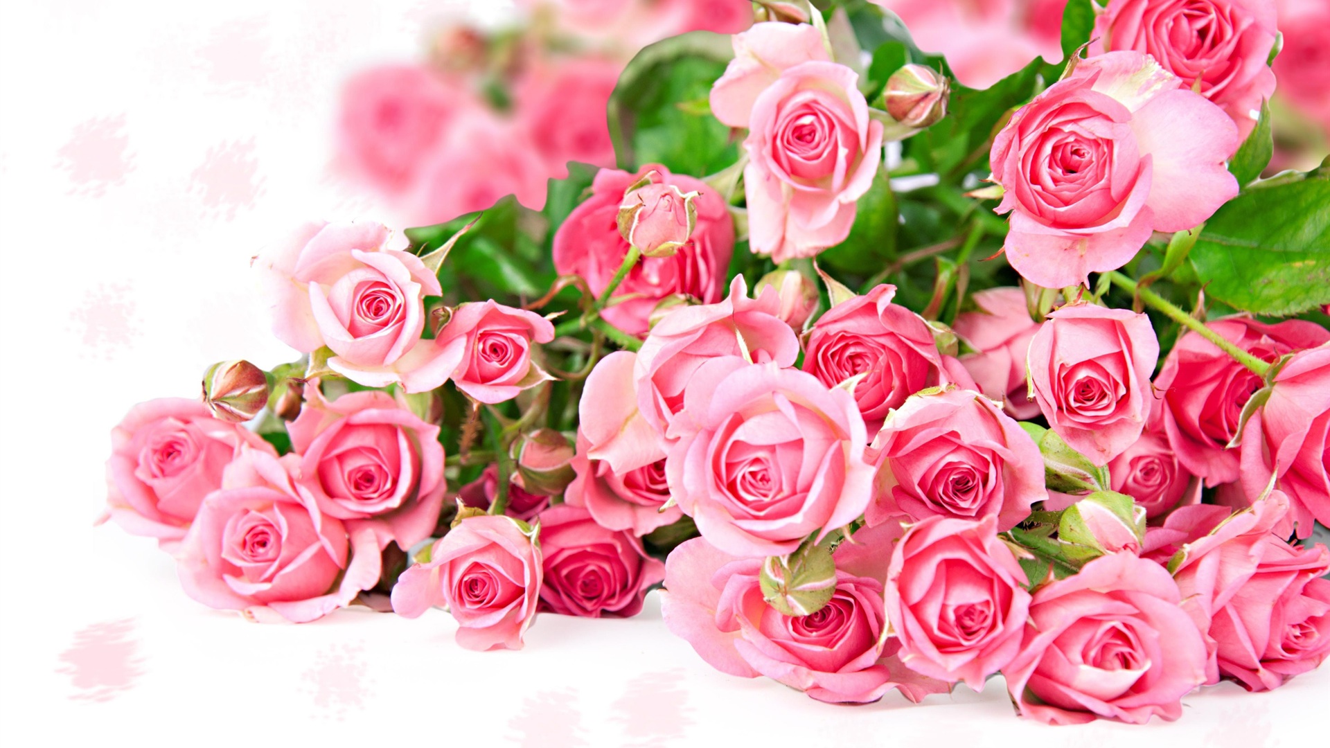 Beautiful Pink Flower Wallpapers