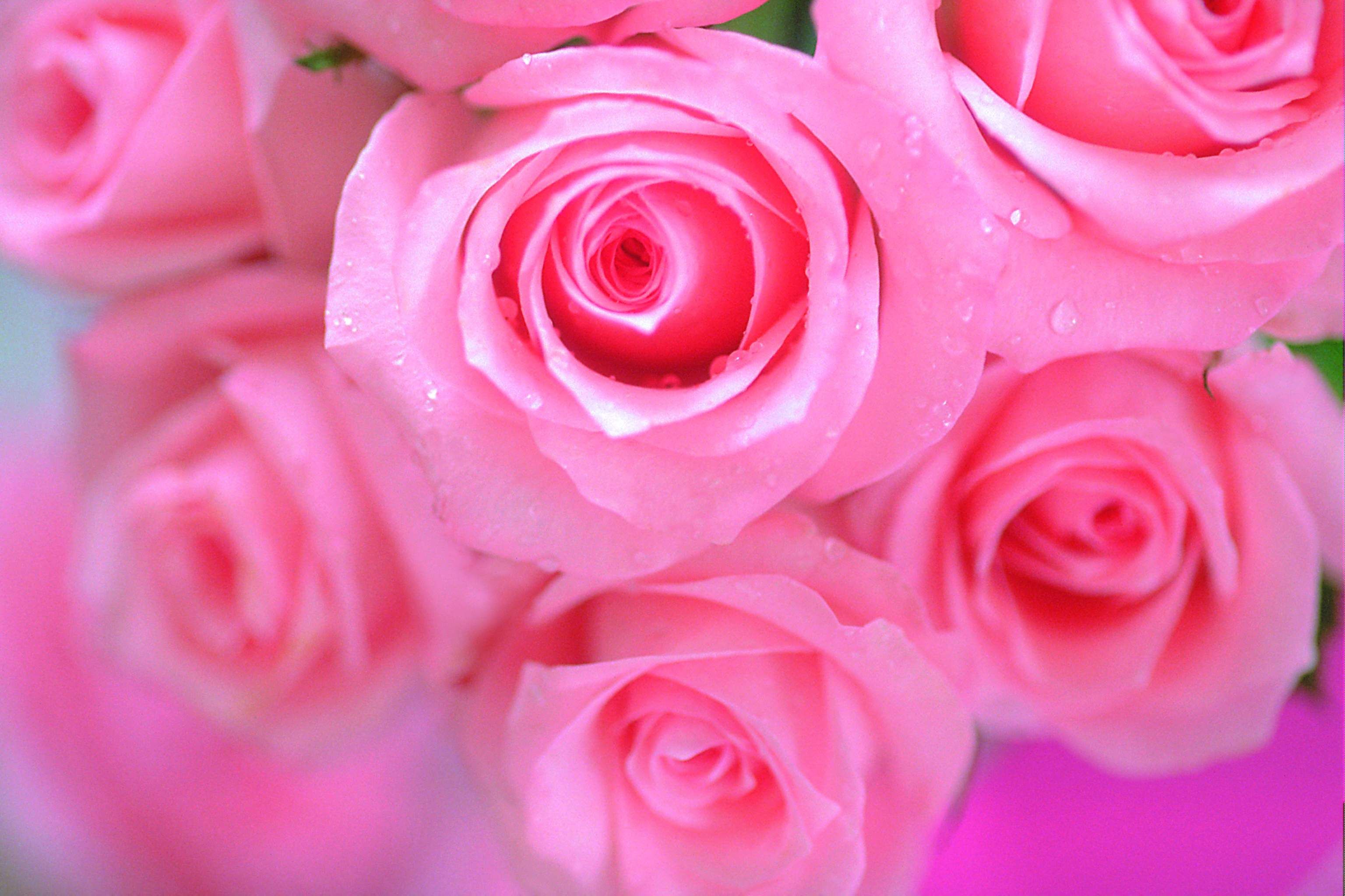 Beautiful Pink RosesWallpapers