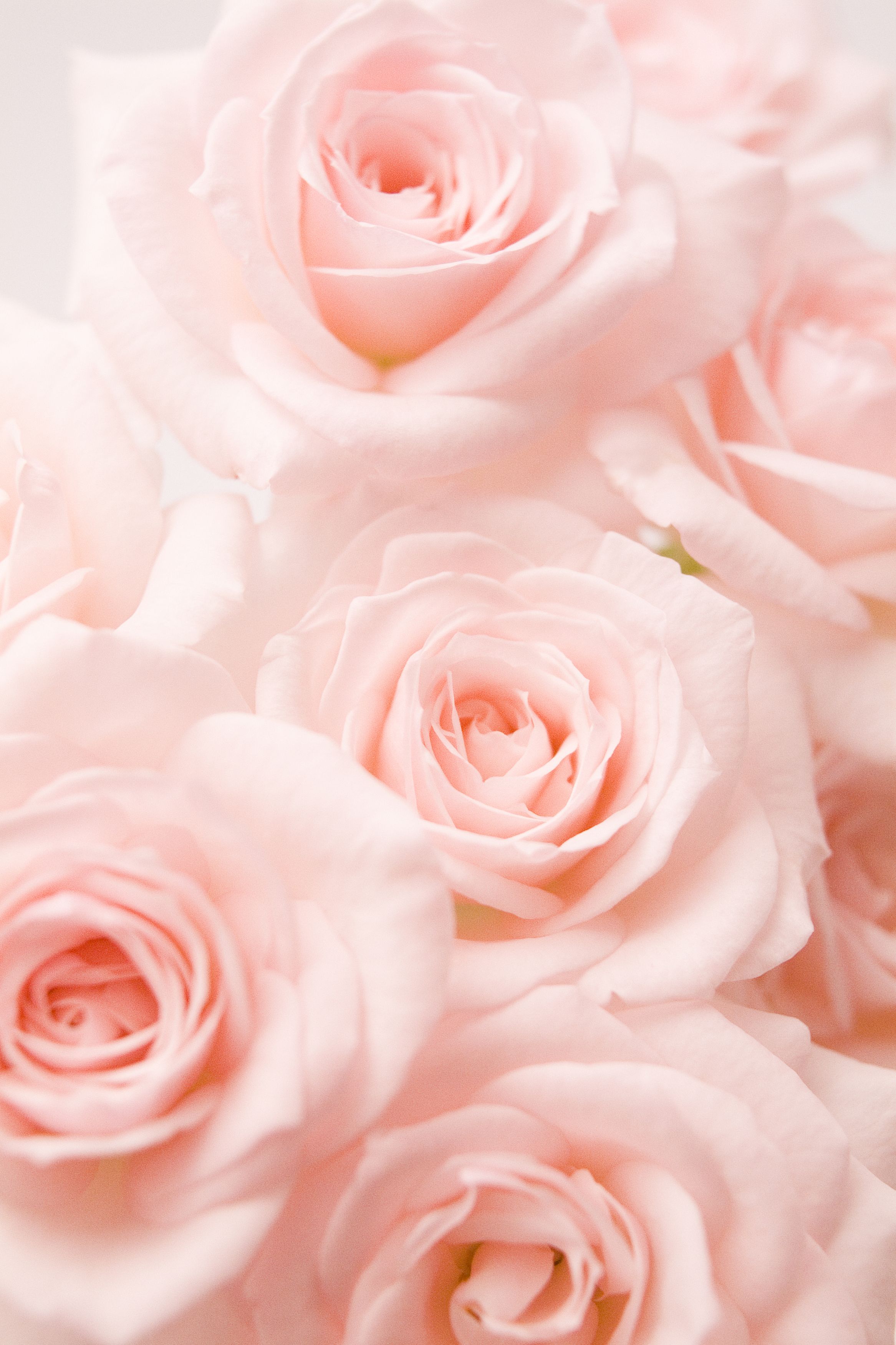 Beautiful Pink RosesWallpapers