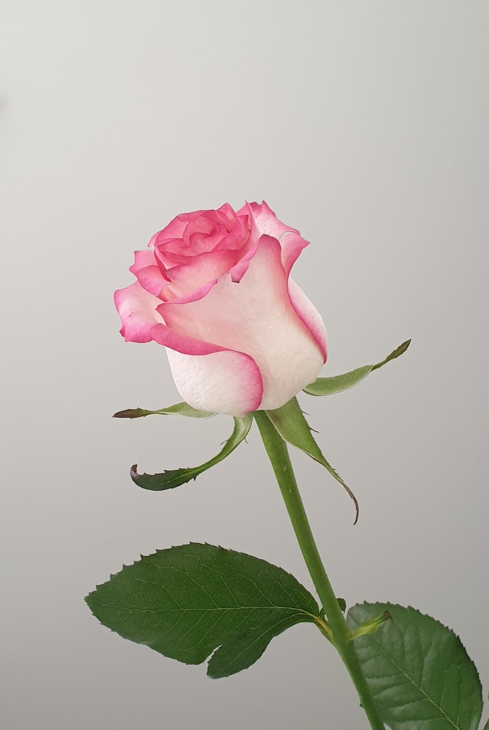 Beautiful Pink RosesWallpapers