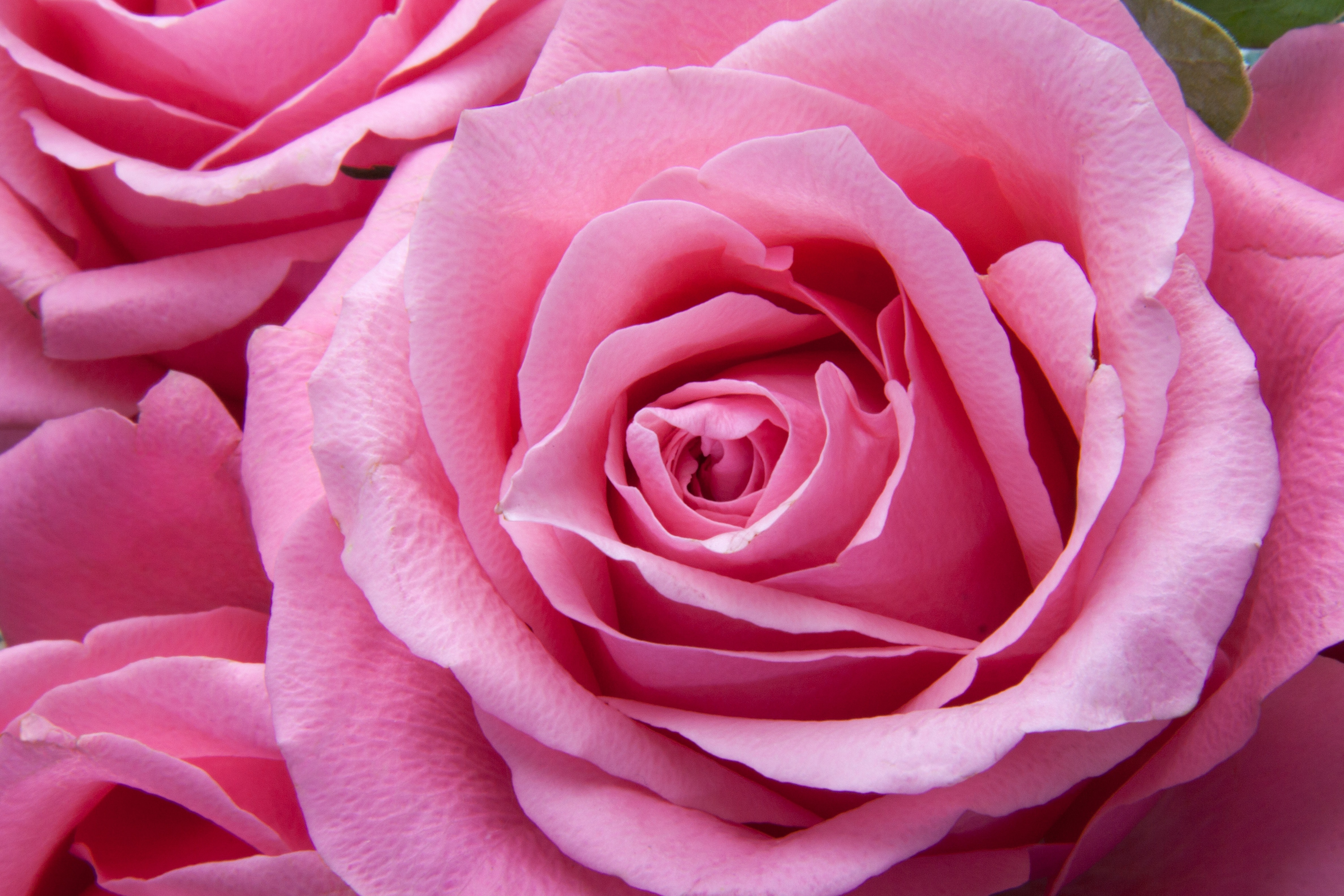 Beautiful Pink RosesWallpapers