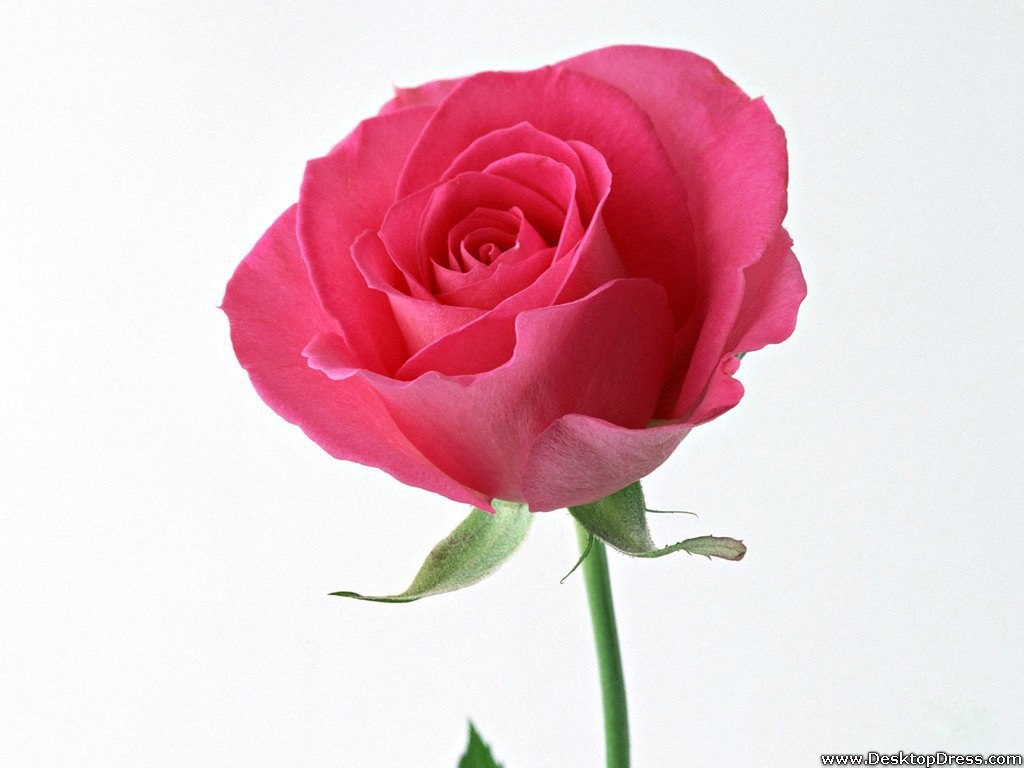 Beautiful Pink RosesWallpapers