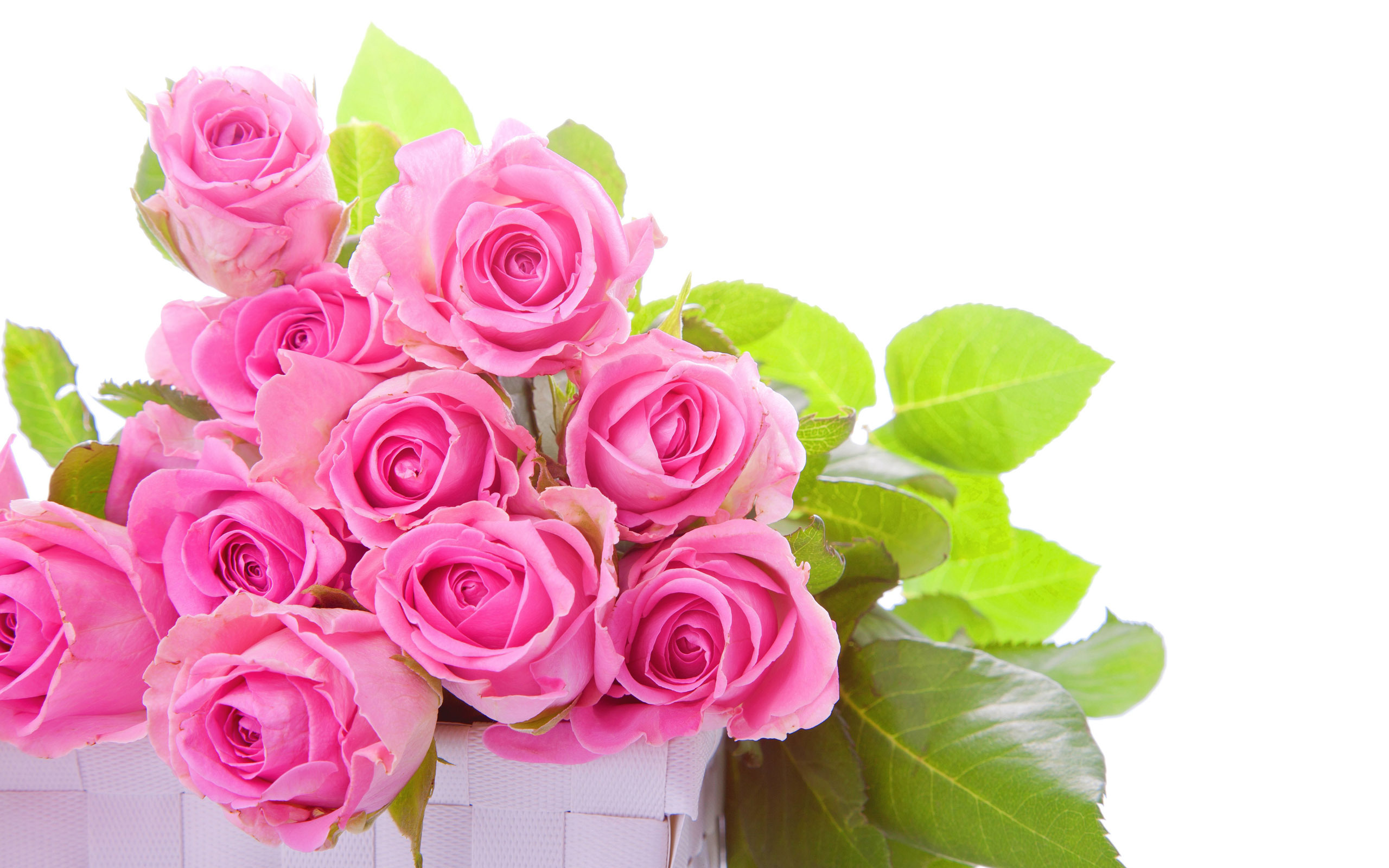 Beautiful Pink RosesWallpapers